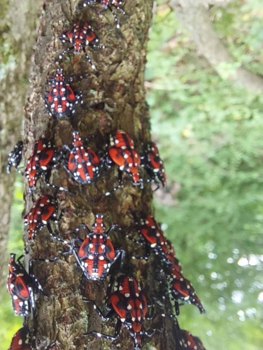 An infestation of lantern flies that the team at Westmoreland were working to stop.
