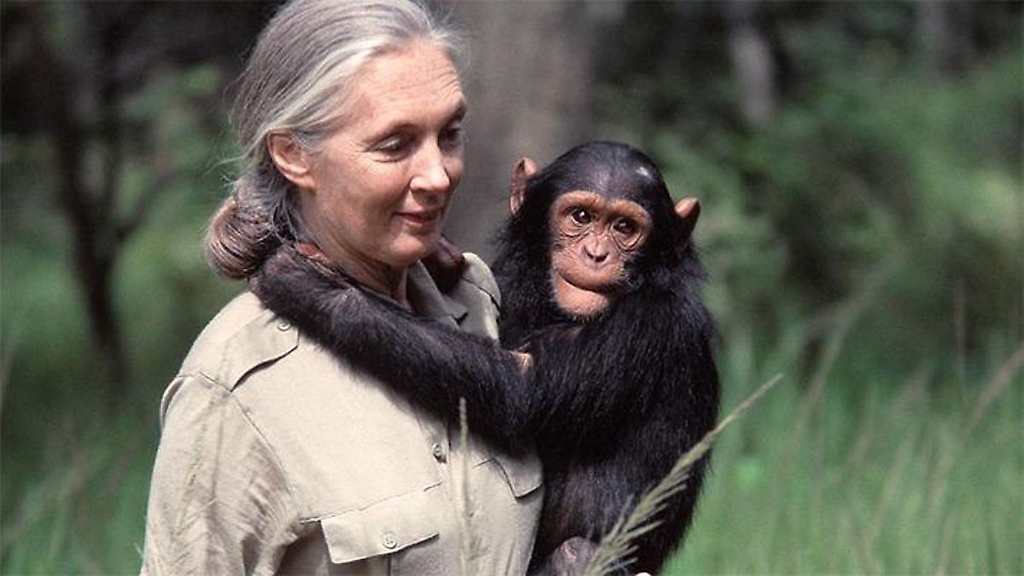 Jane Goodall, world-renowned conservationist and primatologist, carries a chimpanzee.